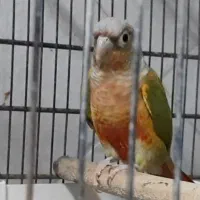 گرینچیک جفت مولد آناناسی ردویلوساید معاوضه باسنگال