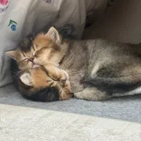 توله بریتیش