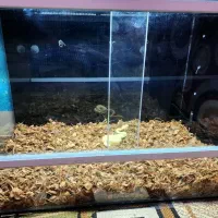 تراریوم خزنده۶۰×۴۰ با پد گرمایی کره ای