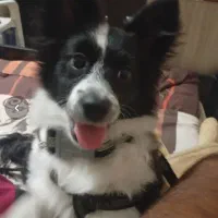 پامر روباهی|سگ|شیراز, فرگاز|دیوار