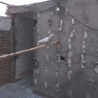 میلیمنز|پرنده|دزفول, |دیوار