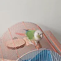 طوطی گمشده|حیوانات|رفسنجان, |دیوار