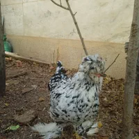 ۲عدد مرغ تخم گذار .۱برهما.۱ کاکل پاپر|حیوانات مزرعه|صدرا-فارس, فاز ۱|دیوار