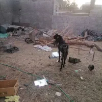 یک عدد نری پلنگی گوشبلند|حیوانات مزرعه|بم, |دیوار