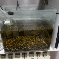 اکواریوم