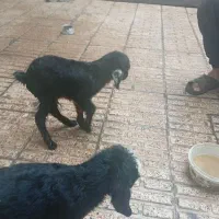 2عددبزغاله یک هفته ای