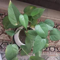 پتوس ساده