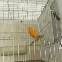 قناری نر بخون نژاد دار
