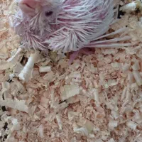 جوجه عروس هلندی