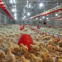 جوجه|حیوانات مزرعه|ارومیه, |دیوار