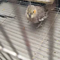 عروس هلندی و مرغ عشق|پرنده|کرمان, |دیوار