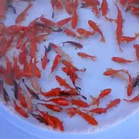 فروش عمده ماهی قرمز و گلفیش شب عیدی و مخصوص شکار|ماهی|گنبد کاووس, |دیوار