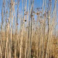 صنوبر|خدمات باغبانی و درختکاری|سلماس, |دیوار