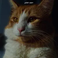 واگذاری گربه