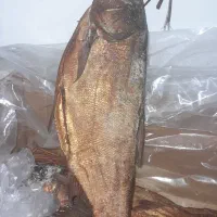 ماهی دودی تازه