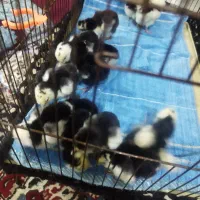 جوجه گلین|حیوانات مزرعه|مرودشت, رامجرد یک|دیوار