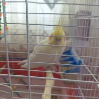 یک عدد عروس هلندی