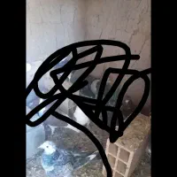 کبوتر جوین|پرنده|جوین, |دیوار