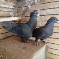 نر ماده کلاغ گوهک