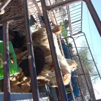 میش بره|حیوانات مزرعه|گتوند, |دیوار