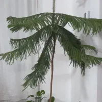 گل کاج مطبق|گل و گیاه طبیعی|نیشابور, گمنام غربی|دیوار