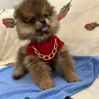 سگ نژاد پامر ۳ماهشه