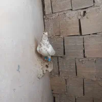 رنگه آلمانی