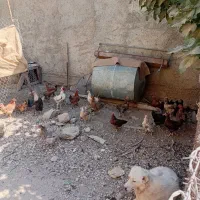 مرغ|حیوانات مزرعه|چرداول, |دیوار