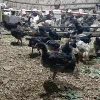 جوجه  محلی مرغ محلی