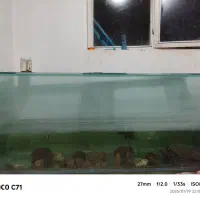 آکواریوم باماهی