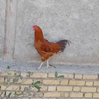 یک عدد خروس وسه عدد بوقلمون ماده به فروش میرسد
