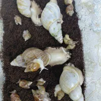 حلزون آچاتینا