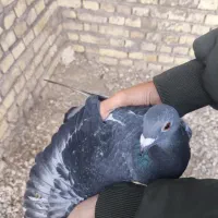 حمیدیه مسیر خسرج  روستایی بیت طعمه