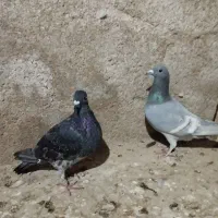 پلاکی رگ سفید|پرنده|برازجان, |دیوار