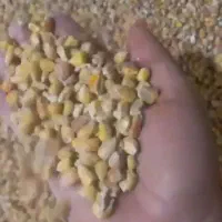 فروش نهاده دامی