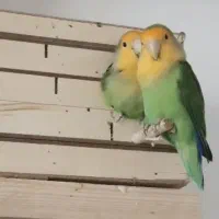 طوطی برزیلی