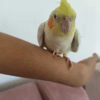 عروس هلندی رام رام|پرنده|بوکان, |دیوار