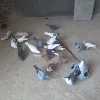 ۲۲تا کبوترمفت همه پرشی