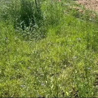زمین کشاورزی