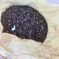 کود مرغ وکفتر