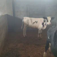 گوساله ماده