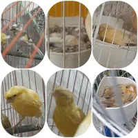 ماده