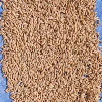 جو امسال