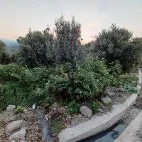 باغستان زیتون