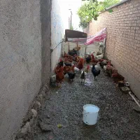 مرغ و خروس محلی|حیوانات مزرعه|دره شهر, |دیوار