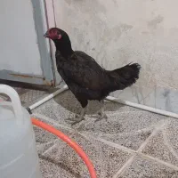 لاری