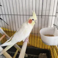 ۵ تا عروس هلندی خاکستری نر و زرد ماده|پرنده|اندیشه, اندیشه فاز ۱|دیوار