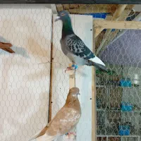 کبوتر چخ جدید رسید|پرنده|گلبهار, شهر جدید گلبهار|دیوار