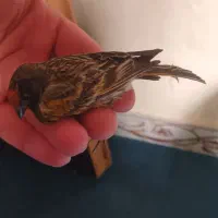 دوتا گلبسر نر بخوان