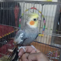 عروس هلندی نر